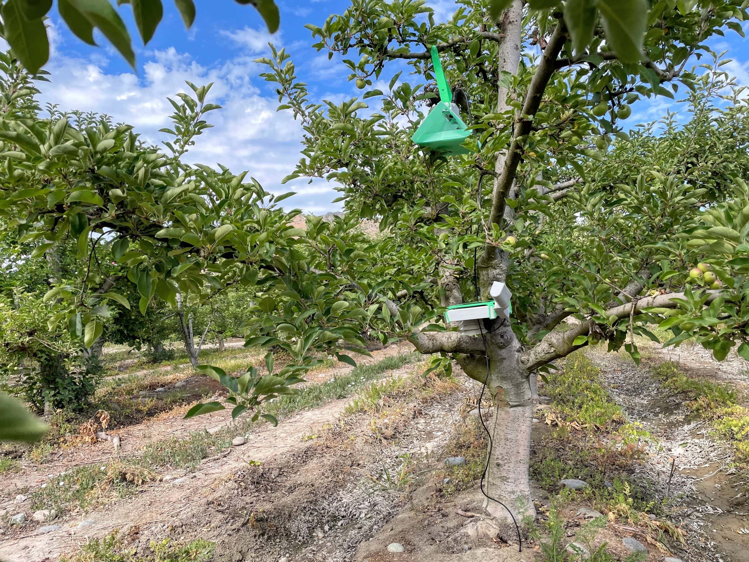 Servicio Neltume Agro para el monitoreo de la Polilla de la manzana en nocedales en la región de Coquimbo